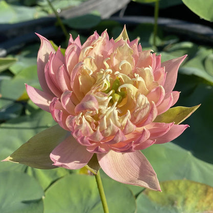 Feather Skirt Lotus Tuber