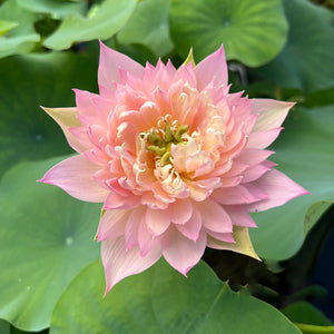 Feather Skirt Lotus Tuber