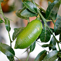 Finger Lemon (Nimbu) Grafted Tree