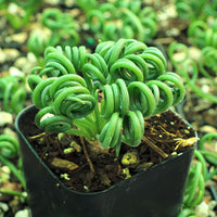 Albuca Spiralis Bare Rooted (Plant it Yourself) - plant store® 