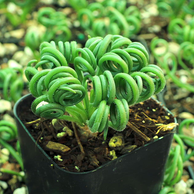 Albuca Spiralis Bare Rooted (Plant it Yourself) - plant store® 