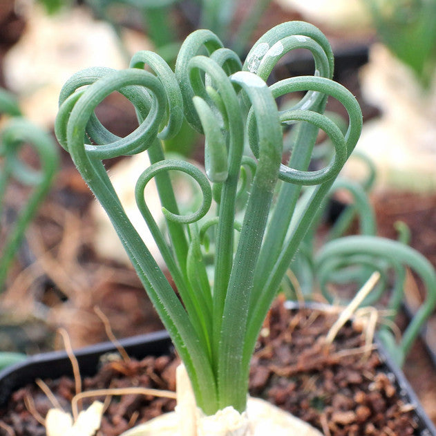 Albuca Spiralis Bare Rooted (Plant it Yourself) - plant store® 