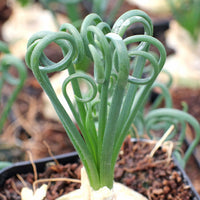 Albuca Spiralis Bare Rooted (Plant it Yourself) - plant store® 