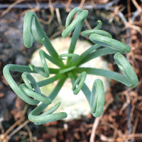 Albuca Spiralis Bare Rooted (Plant it Yourself) - plant store® 