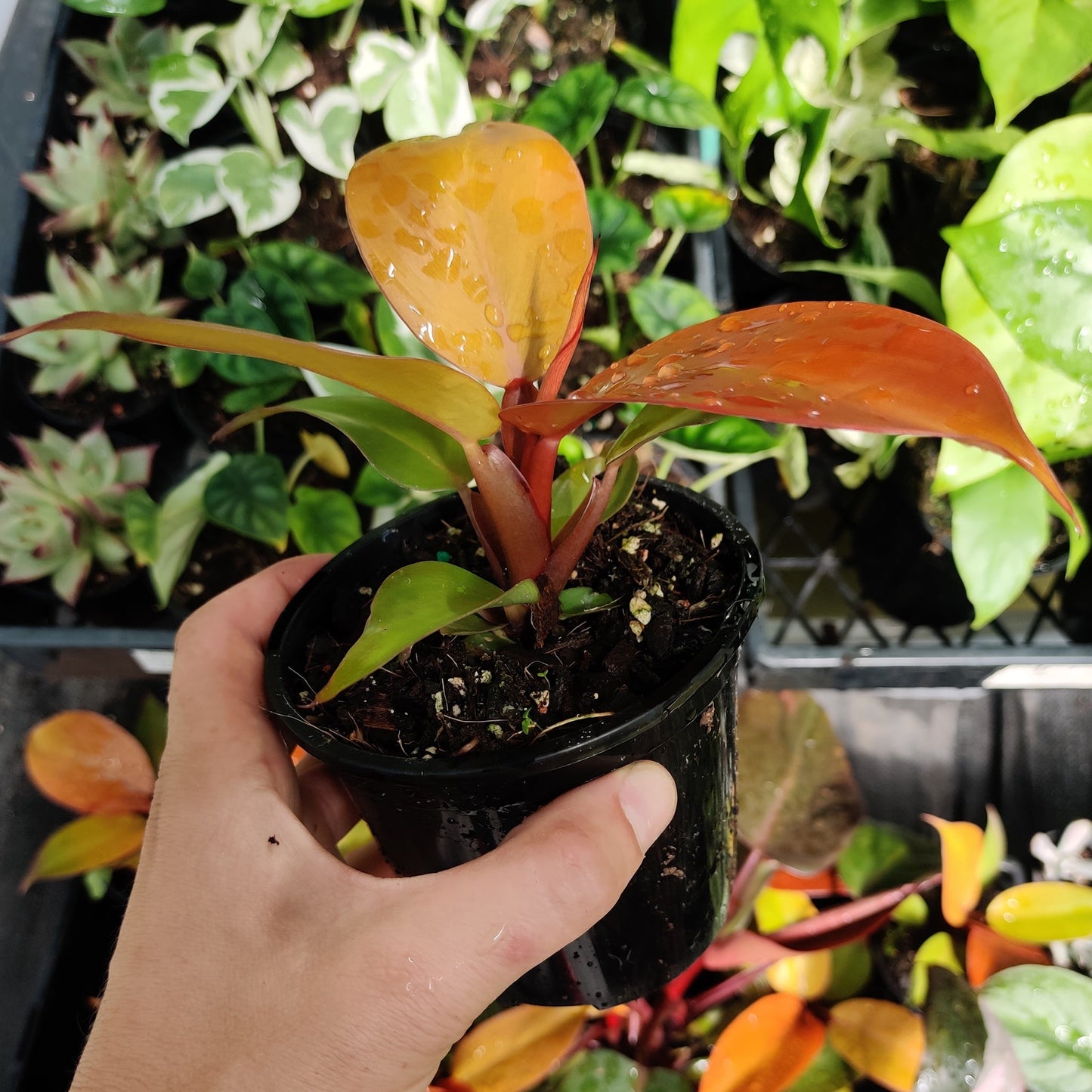 Philodendron Prince of Orange