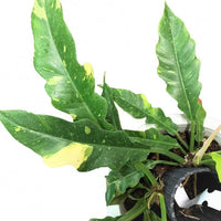 Philodendron Ring Of Fire Variegated - plant store® 