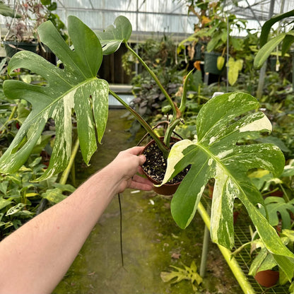 Monstera Albo Variegated