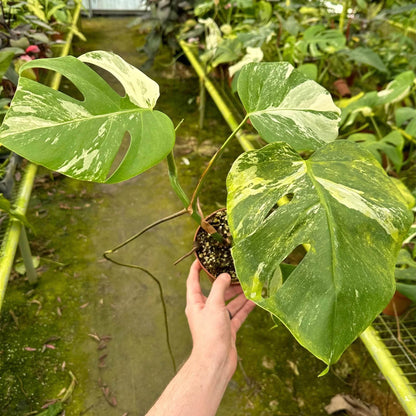 Monstera Albo Variegated