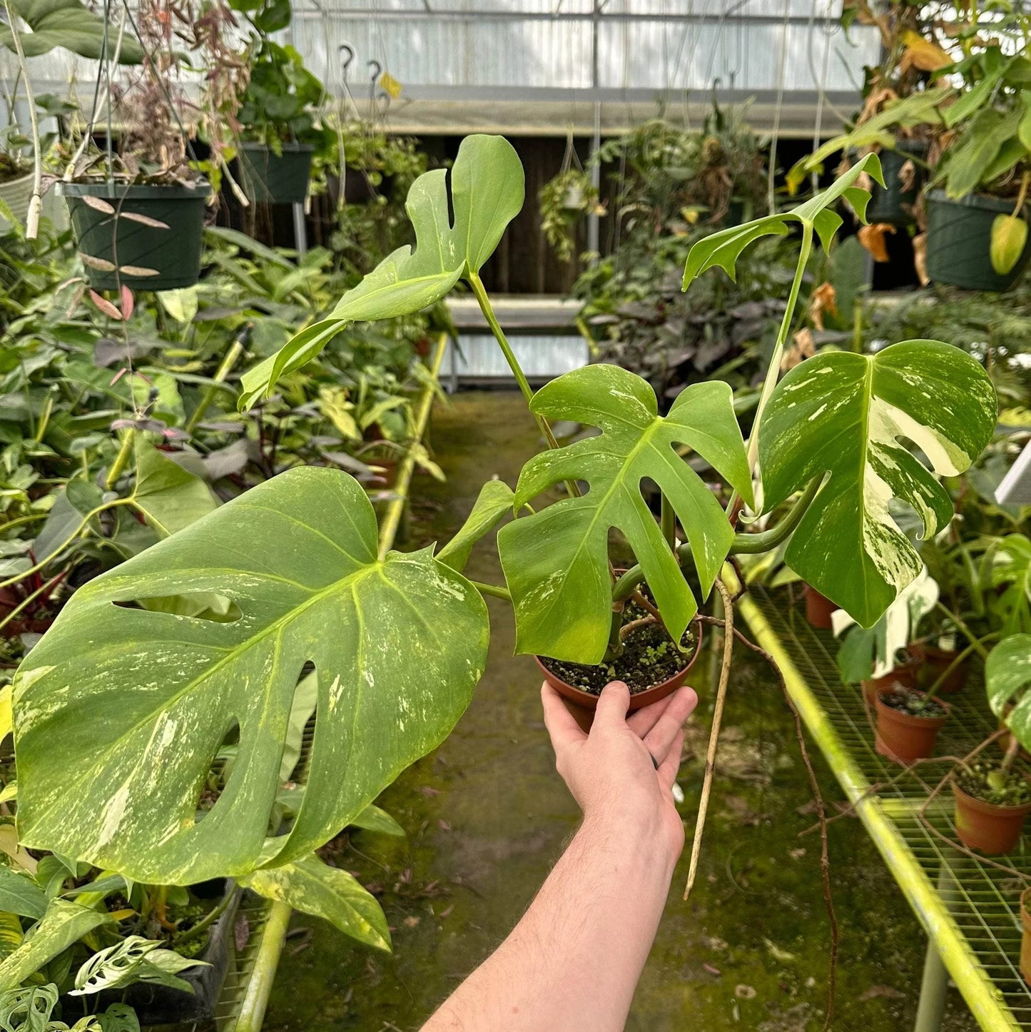 Monstera Albo Variegated