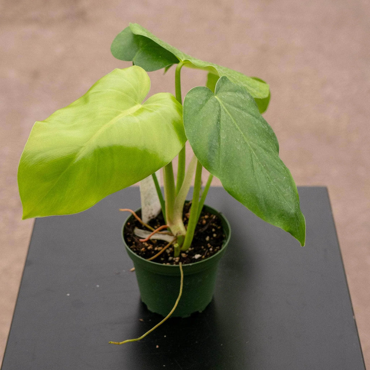 Philodendron Giganteum
