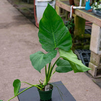 Philodendron Giganteum