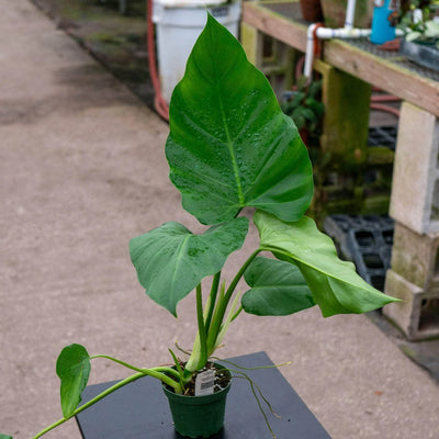 Philodendron Giganteum