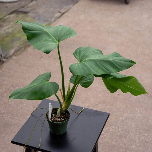 Philodendron Giganteum