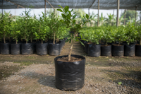 Ganesh Anar/pomegranate grafted tree. height 2 ft.. in poly bag.. in nursery set up...grafted tree.. 1600x1600 pixels.. image in square