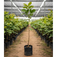 Generate an image of Red Rambutan plant. In a black poly bag. In a nursery set up. Height 3-4 ft. 2-3 branches in the plant. Dimension 1080x1080. No fruit. plant should look taller with visible grafting on the stem