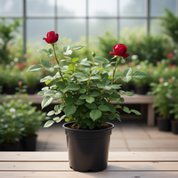 generate an image of rose plant with 2-3 buds. little bushy, in a nursery set up. plant in nursery pot. dimension 1080x1080