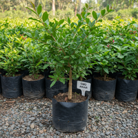 GM2 Pomegranate (Anar) Grafted Plant