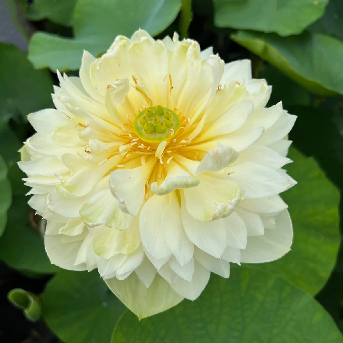 Golden Apple Bowl Lotus Tuber