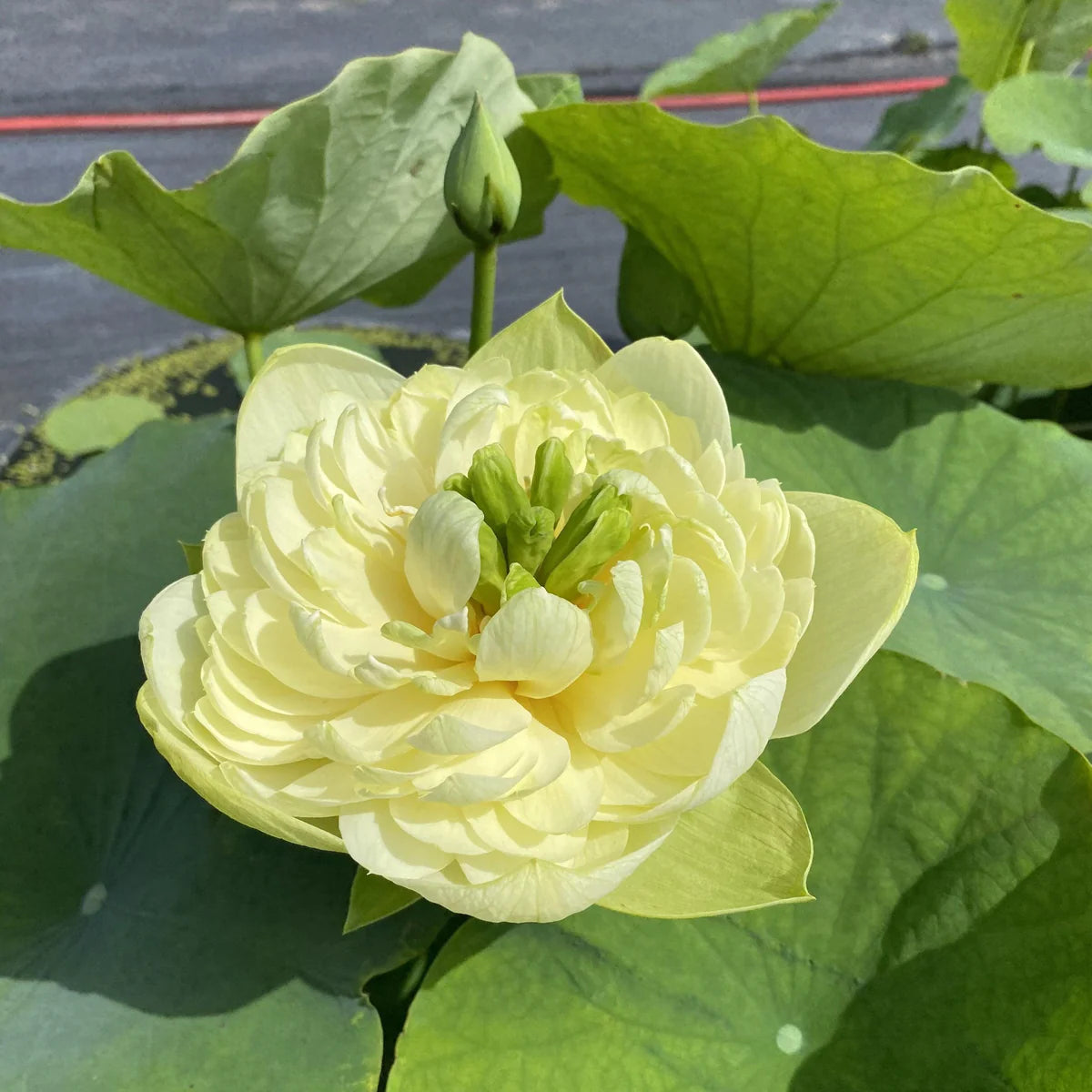 Golden Apple Bowl Lotus Tuber