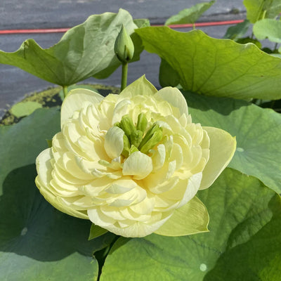 Golden Apple Bowl Lotus Tuber
