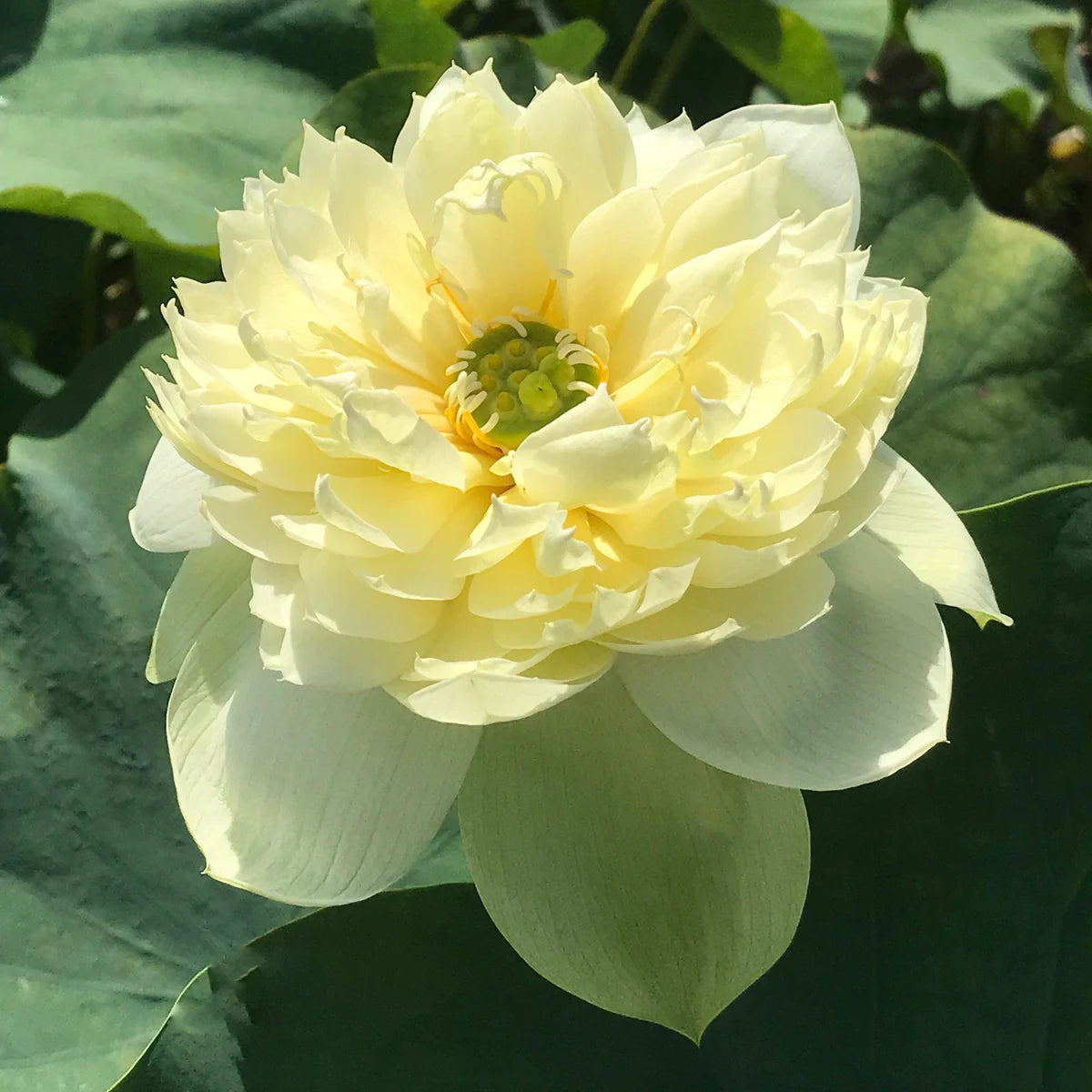 Golden Apple Bowl Lotus Tuber