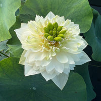 Vanilla Ketchup Lotus Tuber