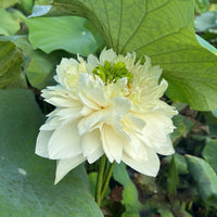 Vanilla Ketchup Lotus Tuber