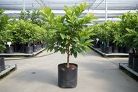 golden custard apple grafted tree. height 2 ft.. in poly bag.. in nursery set up...grafted tree.. 1600x1600 pixels.. image in square