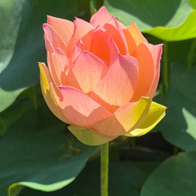 Golden Sunset Lotus Tuber