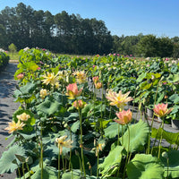 Golden Sunset Lotus Tuber