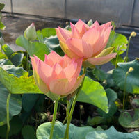 Golden Sunset Lotus Tuber