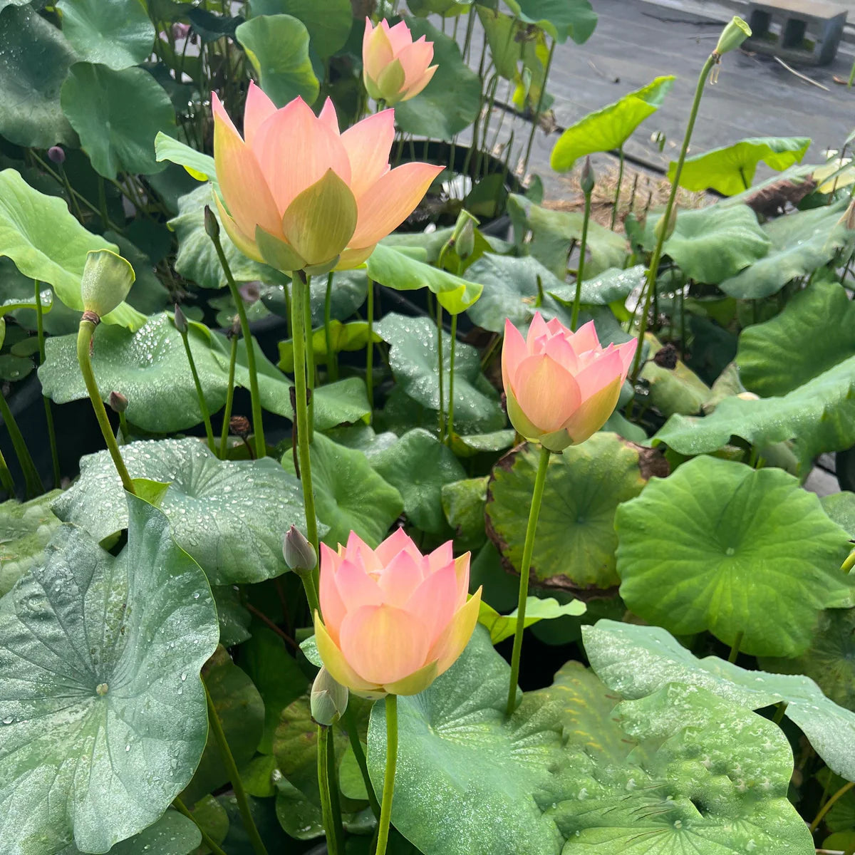 Golden Sunset Lotus Tuber