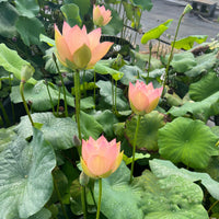 Golden Sunset Lotus Tuber