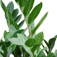 Green Zamia Zamioculas Zamiifolia or ZZ Plant - plant store® 