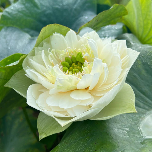 Green Cloud Lotus Tuber