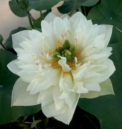Green Cloud Lotus Tuber