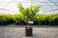 Green Custard apple height 2 ft.. in poly bag.. in nursery set up...grafted tree.. 1600x1600 pixels.. image in square