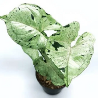 Syngonium Green Splash