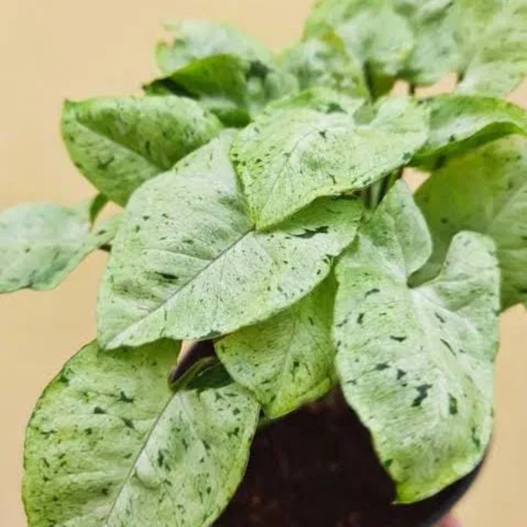 Syngonium Green Splash