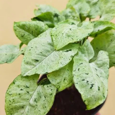 Syngonium Green Splash