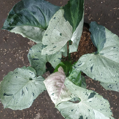 Syngonium Green Splash