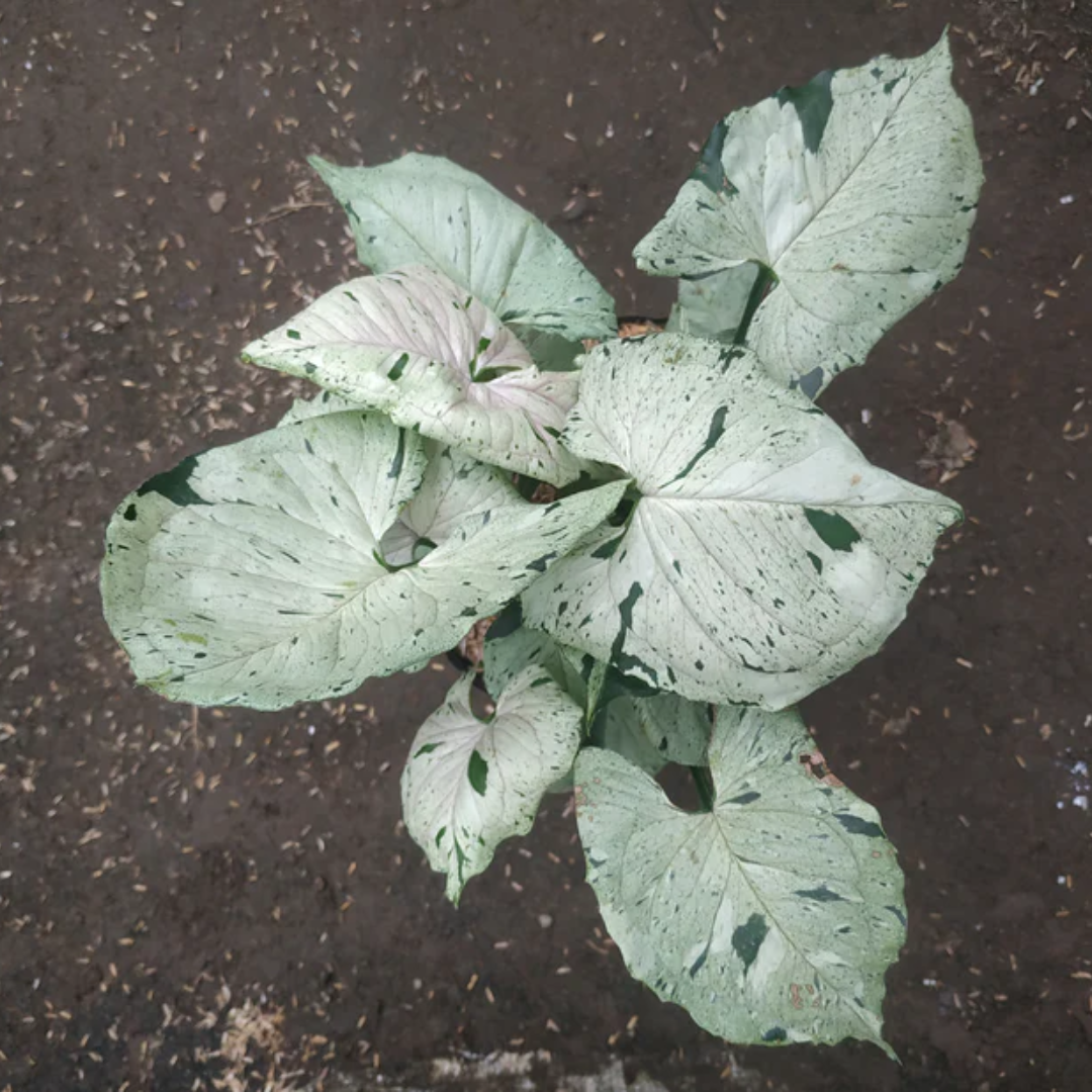 Syngonium Green Splash