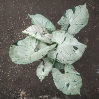 Syngonium Green Splash