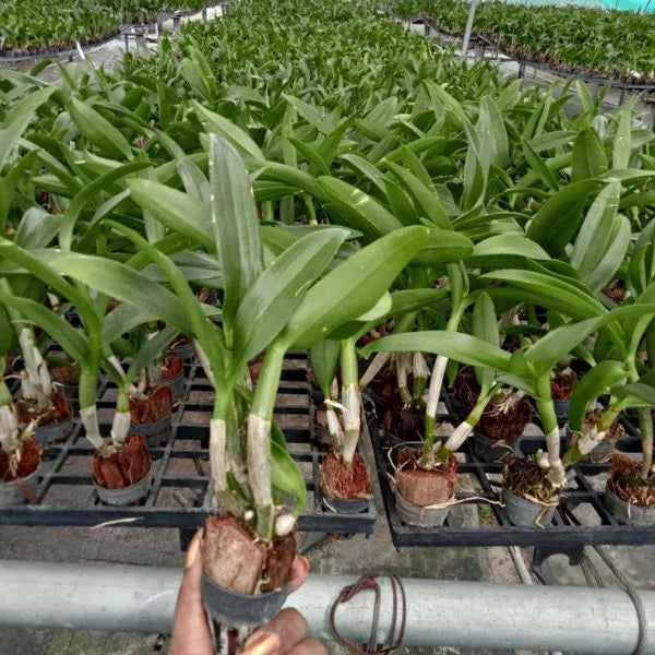 Dendrobium Airy Red dragon (Blooming Size)