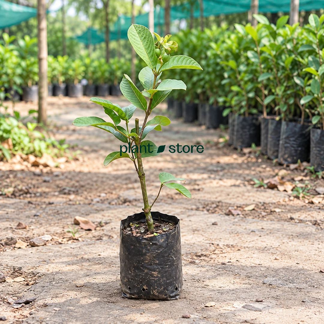 Thai Pink Guava Grafted Plant