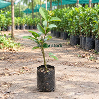 Thai Pink Guava Grafted Plant