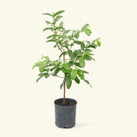 VNR Guava Grafted Tree