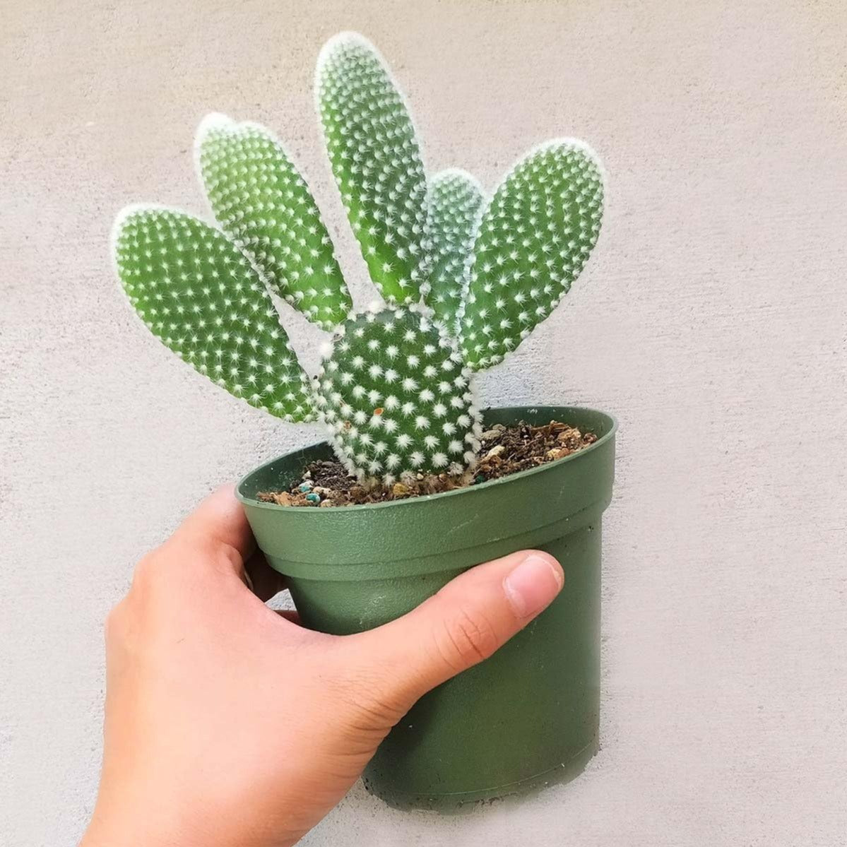 White Bunny Ear Cactus (Bare Rooted)