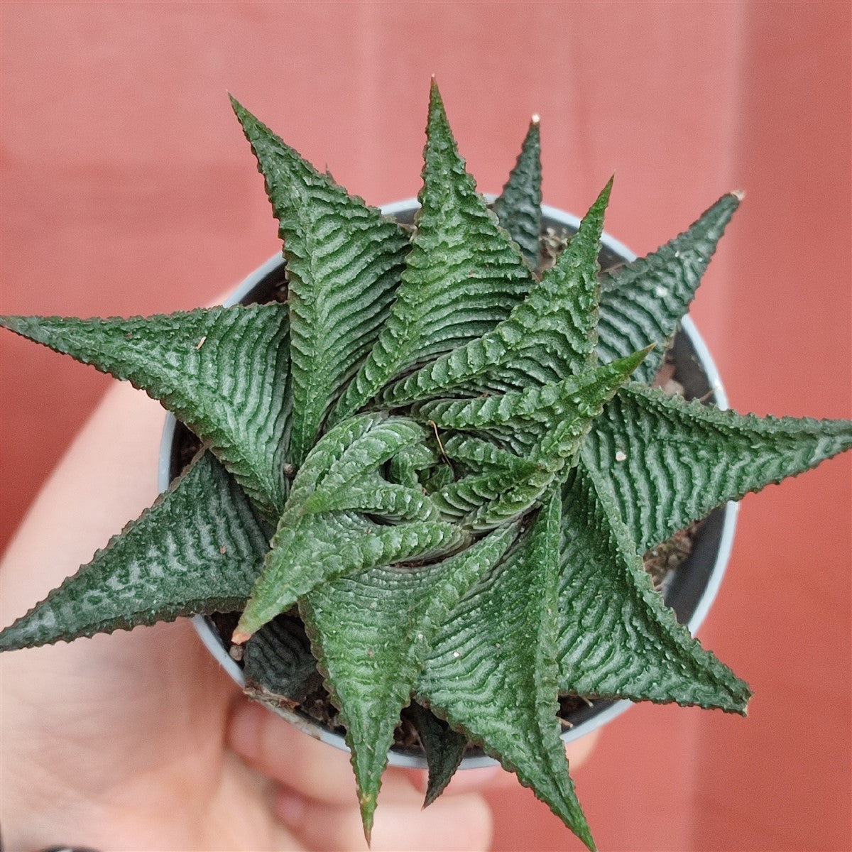 Haworthia Limifolia