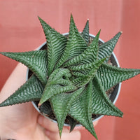 Haworthia Limifolia - plant store® 